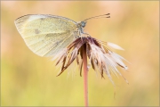 Kleiner Kohlweißling (Pieris rapae) 02