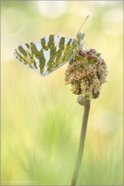 Grüngestreifter Weißling (Euchloe belemia) 01