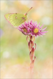 Alpen-Gelbling (Colias phicomone) 03