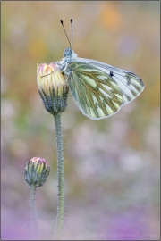 Alpen-Weißling (Pontia callidice) 05