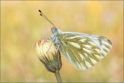 Alpen-Weißling (Pontia callidice) 07