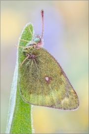 Alpen-Gelbling (Colias phicomone) 05