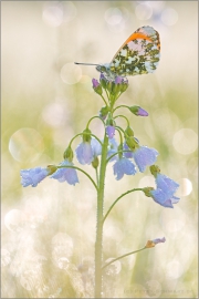 Aurorafalter (Anthocharis cardamines) 20