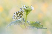 Aurorafalter (Anthocharis cardamines) 26