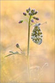 Aurorafalter (Anthocharis cardamines) 28