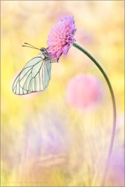 Baumweißling (Aporia crataegi) 09