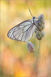 Baumweißling (Aporia crataegi) 14