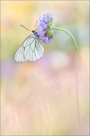 Baumweißling (Aporia crataegi) 06