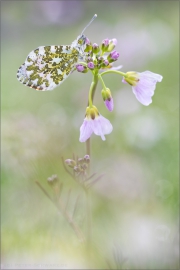 Aurorafalter (Anthocharis cardamines) 22