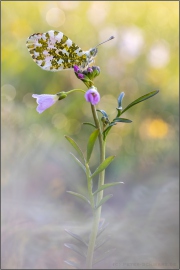 Aurorafalter (Anthocharis cardamines) 31