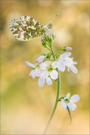 Aurorafalter (Anthocharis cardamines) 23