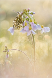 Aurorafalter (Anthocharis cardamines) 25