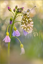 Aurorafalter (Anthocharis cardamines) 30