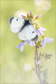 Aurorafalter (Anthocharis cardamines) 24