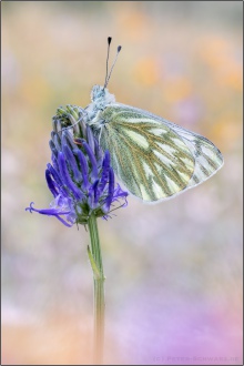 Alpen-Weißling (Pontia callidice) 02