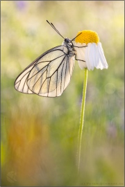 Baumweißling (Aporia crataegi) 17