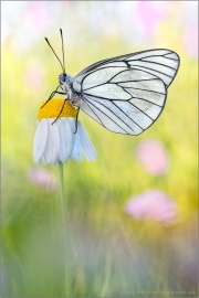 Baumweißling (Aporia crataegi) 19