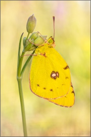 Postillon (Colias croceus) 14