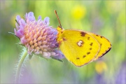 Goldene Acht (Colias hyale) 16