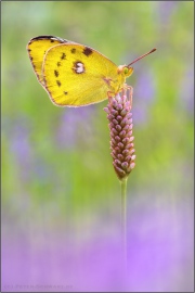 Goldene Acht (Colias hyale) 04