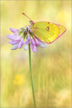 Alpen-Gelbling (Colias phicomone) 09