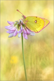 Alpen-Gelbling (Colias phicomone) 09