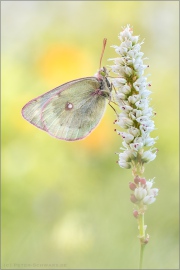 Alpen-Gelbling (Colias phicomone) 10