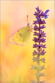 Alpen-Gelbling (Colias phicomone) 08