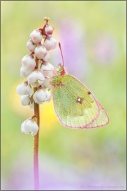 Alpen-Gelbling (Colias phicomone) 11