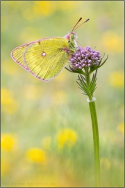 Alpen-Gelbling (Colias phicomone) 12