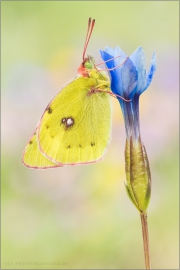 Alpen-Gelbling (Colias phicomone) 06