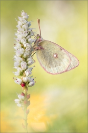 Alpen-Gelbling (Colias phicomone) 04