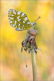 Östlicher Gesprenkelter Weißling (Euchloe ausonia) 04