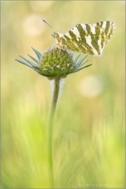 Grüngestreifter Weißling (Euchloe belemia) 04