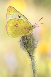 Alpen-Gelbling (Colias phicomone) 07