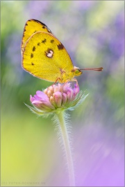 Goldene Acht (Colias hyale) 17