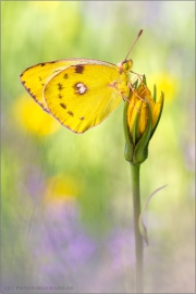 Goldene Acht (Colias hyale) 18