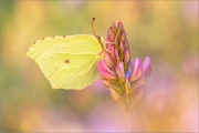 Zitronenfalter (Gonepteryx rhamni) 12