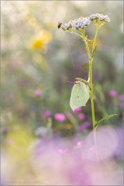 Zitronenfalter (Gonepteryx rhamni) 09