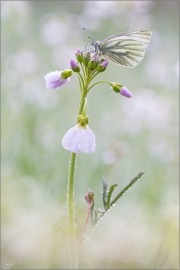 Grünaderweissling (Pieris napi) 04