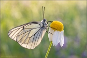 Baumweißling (Aporia crataegi) 18