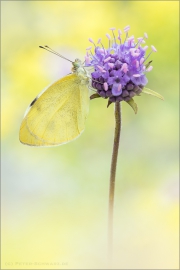 Karstweißling (Pieris mannii) 05