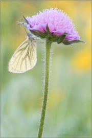 Grünader-Weißling (Pieris napi)