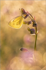 Grünaderweissling (Pieris napi) 06