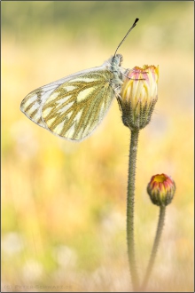 Alpen-Weißling (Pontia callidice) 03