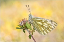 Alpen-Weißling (Pontia callidice) 04