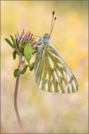 Alpen-Weißling (Pontia callidice) 06