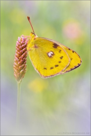 Goldene Acht (Colias hyale) 20