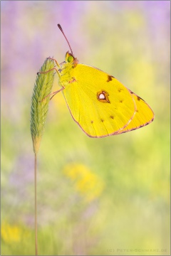 Postillon (Colias croceus) 15