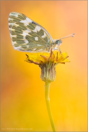 Resedafalter Puppe (Pontia edusa) 08